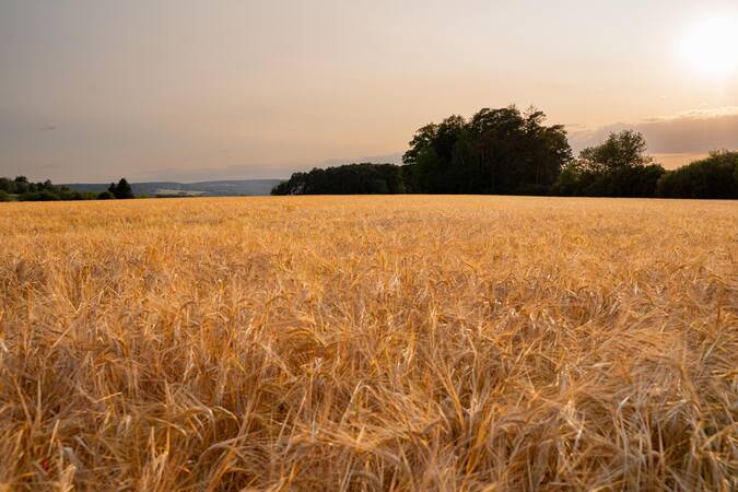 Ein Weizenfeld glänzt im Sonnenuntergang