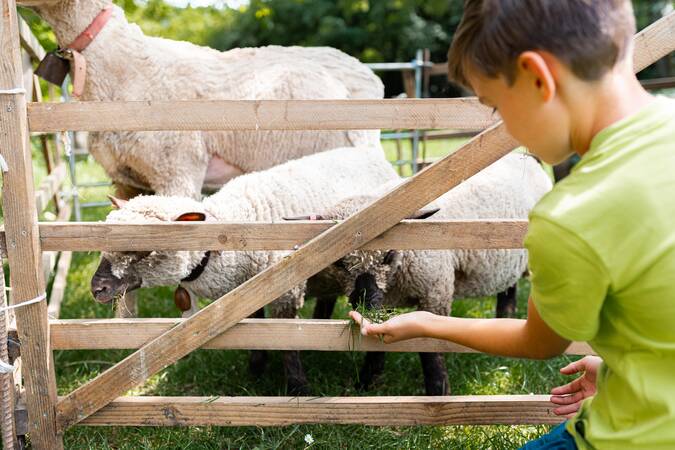 Ein Junge füttert ein Schaf.